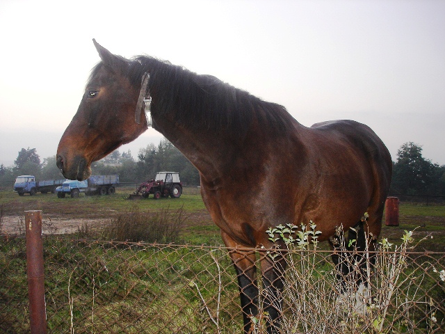 Kůň_pro_rodeo